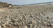SOS! Пляжи Темрюкского района завалены комьями пальмового масла, волонтеры уже не справляются – шокирующее видео 