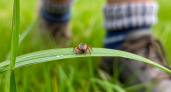 В апреле и мае клещи бегут от вас за километр: 5 капель на одежду — и защита на целый день