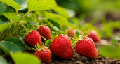 Сочный трюк с клубникой: просто положите это под куст — и ягода попрёт не по дням, а по часам