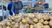 В Новороссийске цены на картофель рухнули на 14%