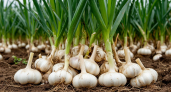 Одна апрельская хитрость — и чеснок выдаст гигантские головки, а не чахлые перья