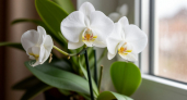 В апреле для чахлой орхидеи — 1 таблетку в воду: фаленопсис бешено прет новыми бутонами