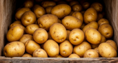 Пакет превращает картошку в гниль за 14 дней: 5 правил хранения в квартире