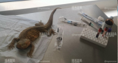 «Наших животных похитили и устраивали с ними незаконные фотосъемки»: волонтер из Новороссийска рассказала шокирующую историю  