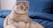 Кошки сидят как люди: умилительная поза или скрытая опасность?
