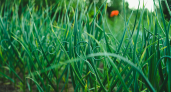 Чесночные стрелки — не отходы, а сокровище: 5 простых блюд и заготовок
