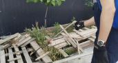  В Новороссийске во дворе частного дома поймали гигантскую, на совершенно безобидную змею 