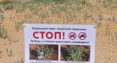 Хрупкое чудо на песке: в Анапе спасают растение, которого нет больше нигде на Кубани 