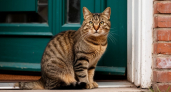 Коты-охранники: 6 пород, которые защитят ваш дом не хуже собаки