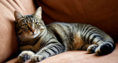 Роскачество проверило корма для кошек : рейтинг лучших и худших (проверьте свои)