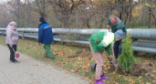 Зелёный каркас Новороссийска: вдоль школьных заборов появится 300 тысяч кустарников