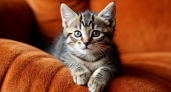 Самые маленькие породы кошек: 7 «вечных котят», которые живут рядом