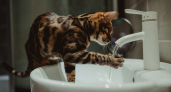 Почему кошка следит за каждой уборкой: 3 тайные причины, о которых мало кто знает