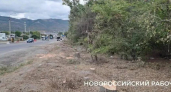 Пила по живому: в Новороссийске ради расширения дороги вырубили десятки взрослых деревьев
