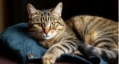 Почему кошка ложится именно на вашу одежду: 3 причины, о которых мало кто догадывается
