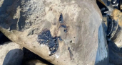 Анапа – часть вторая? Новороссийцы обнаружили мазут в море и перепачканных птиц на берегу в районе хутора Дюрсо 