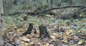 Тихая охота обернулась трагедией: в брянском лесу грибники подорвались на неизвестном устройстве