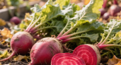 Как сохранить свёклу без погреба: один трюк — и корнеплоды как с грядки