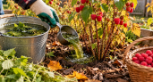 Два литра под куст в октябре — и летом малина гнётся от крупных ягод: дачники раскрыли осенний секрет