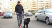 В Новороссийске собака-поводырь стала "глазами" теряющей зрение женщине