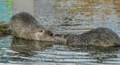 Пост милоты: в Новороссийске в лагуне целуются нутрии