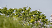 В Прилагунье Новороссийска прилетели десятки цапель