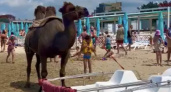 По пляжам Анапы начали разгуливать верблюды (видео)