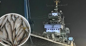 Новороссиец наловил рыбы в канализационном сливе рядом с крейсером "Михаил Кутузов" - горожане добычу забраковали