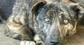 "Помогите, нам нечего есть! Это крик отчаяния!": новороссийская организация помощи бездомным животным остро нуждается в корме и помощи