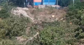 В русле реки Цемес в Новороссийске неизвестные вырубили деревья