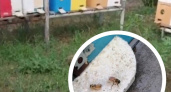 Под Новороссийском началась массовая гибель пчел на домашних пасеках