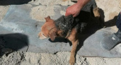 Спасатели Новороссийска вытащили собаку из пробуренной ямы в 2,5 метра 