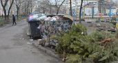 Новогодние елки будут отправлять на переработку в Новороссийске