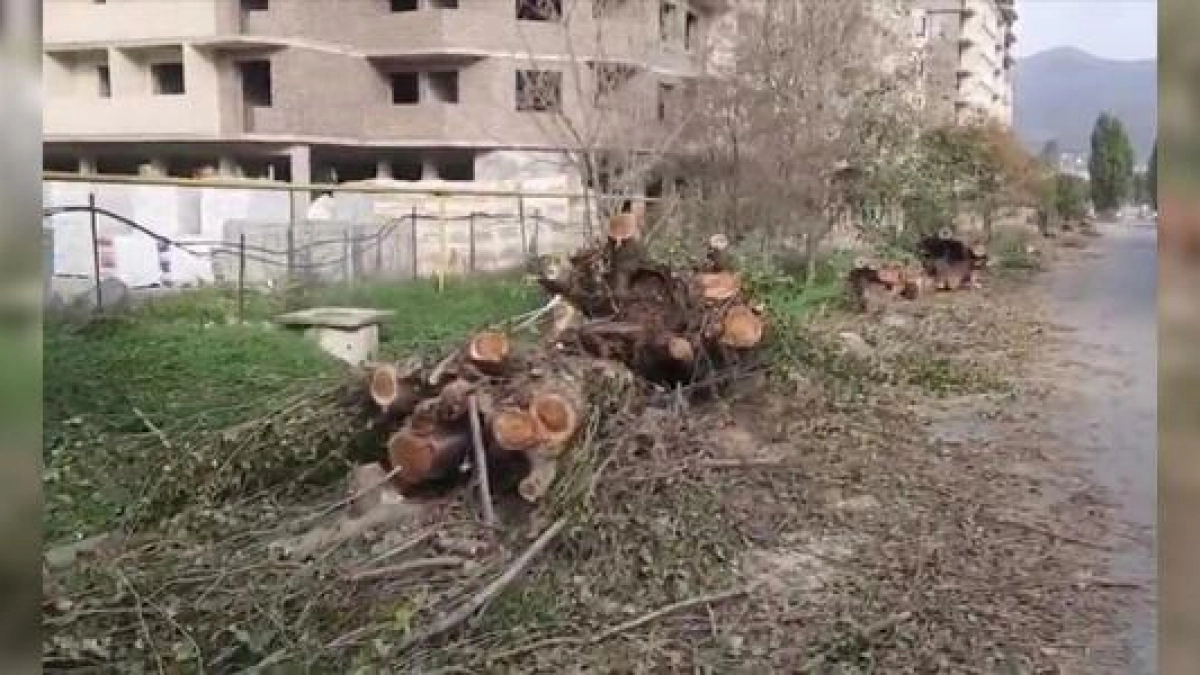 «Уважаемый мэр, Вас обманули!»: в Новороссийске вырубили тополиную аллею