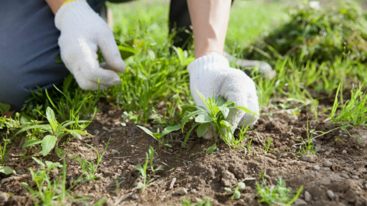 Забудьте про прополку: дедовский метод убивает сорняки за минуты – рецепт чудодейственного раствора
