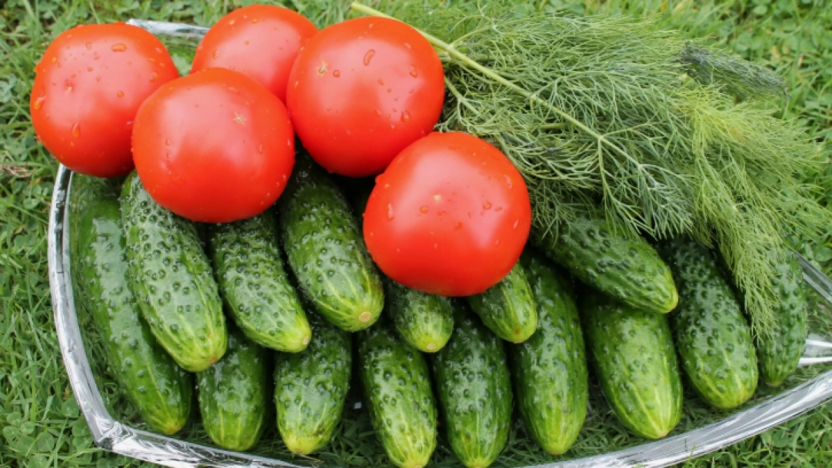 Лунный календарь на июнь 2025: когда сажать помидоры и огурцы, чтобы урожаю завидовали все соседи