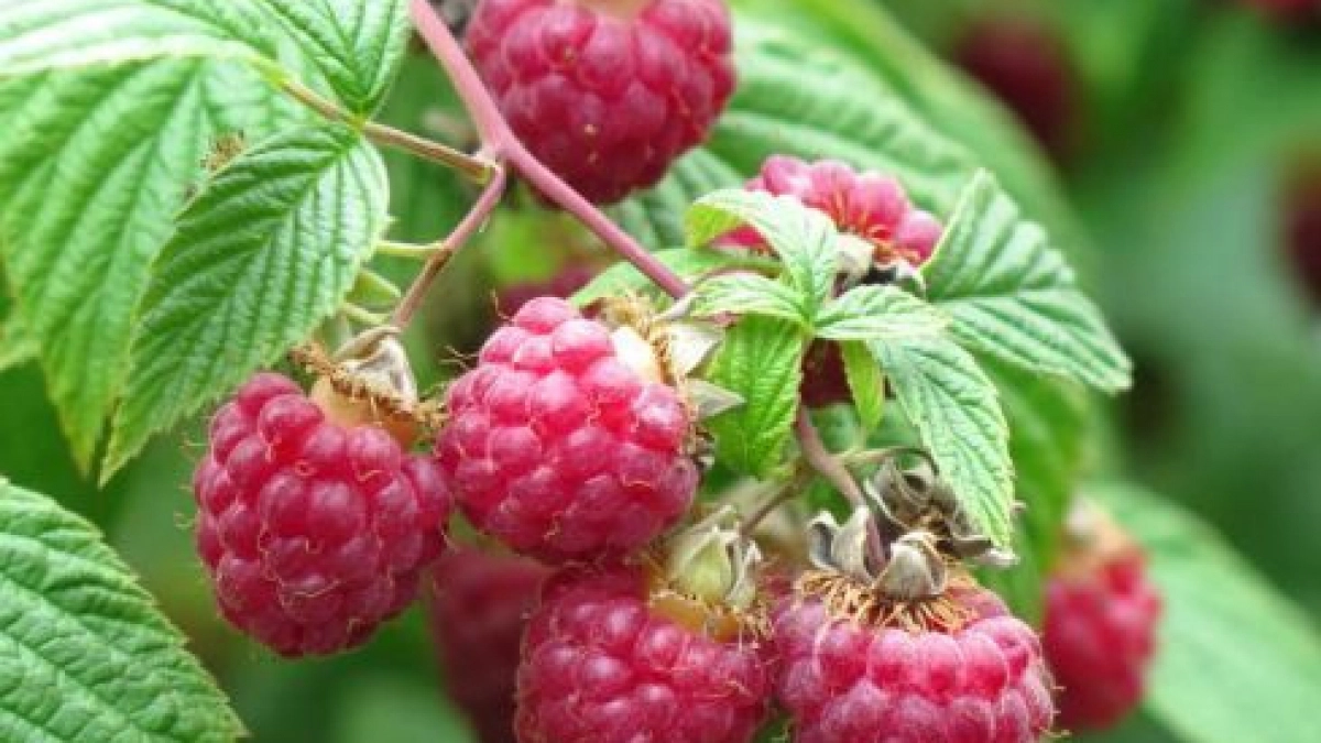 Ветки ломаются от ягод: кормлю малину дачным мусором бесплатно!