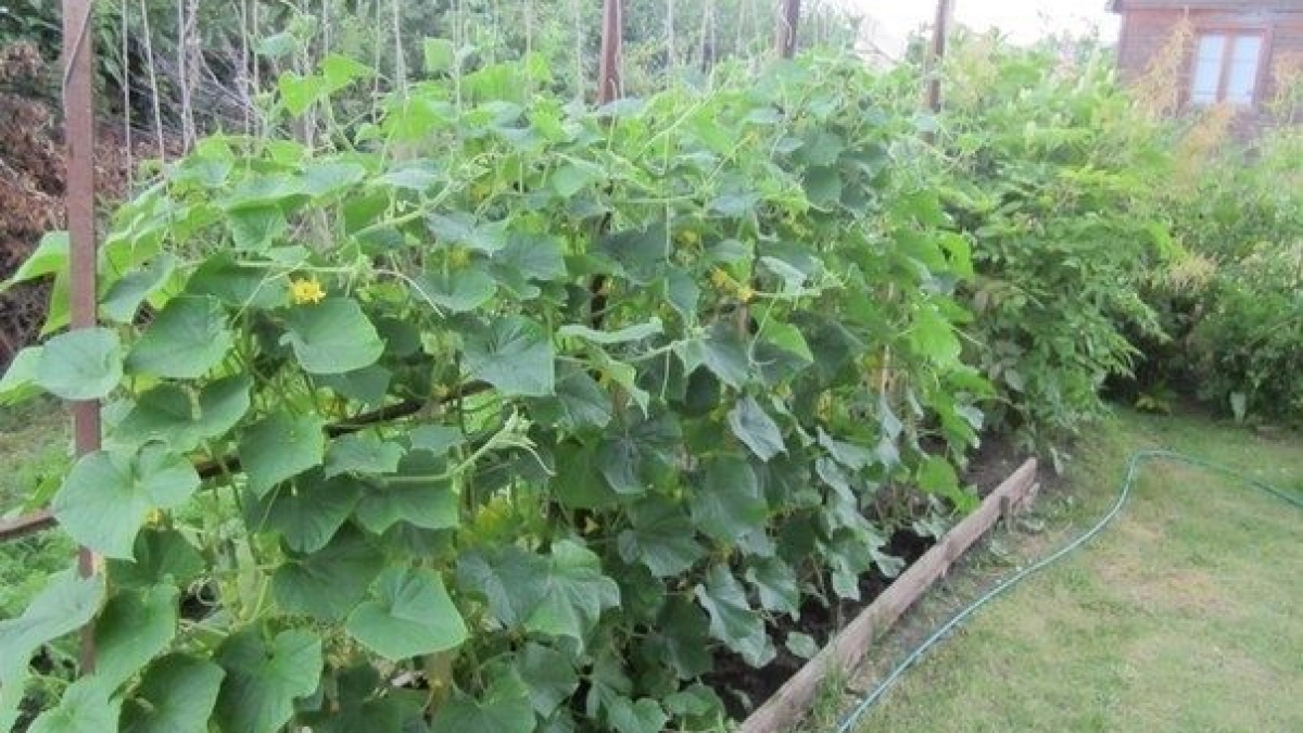 Пищевая сода для огурцов: агроном с 30-летнем стажем раскрыл секрет рекордного урожая – соседи будут завидовать