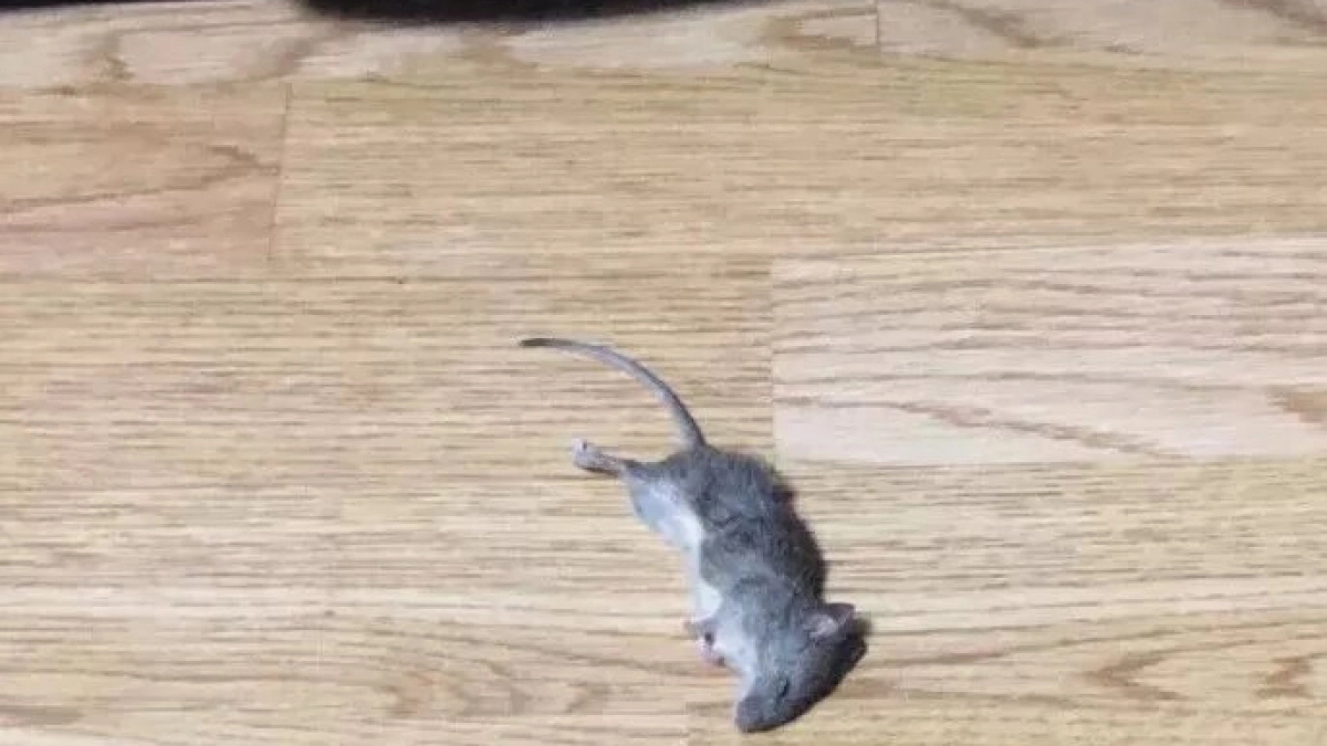 Уксус против мышей: специалисты раскритиковали дедовский способ борьбы с грызунами – народный метод работает не всегда