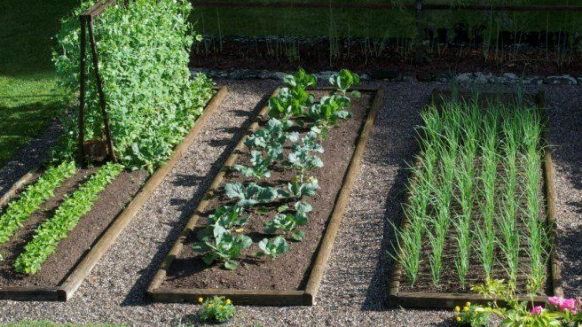 Откажитесь от сидератов, это вредно для огорода: совет опытного дачника