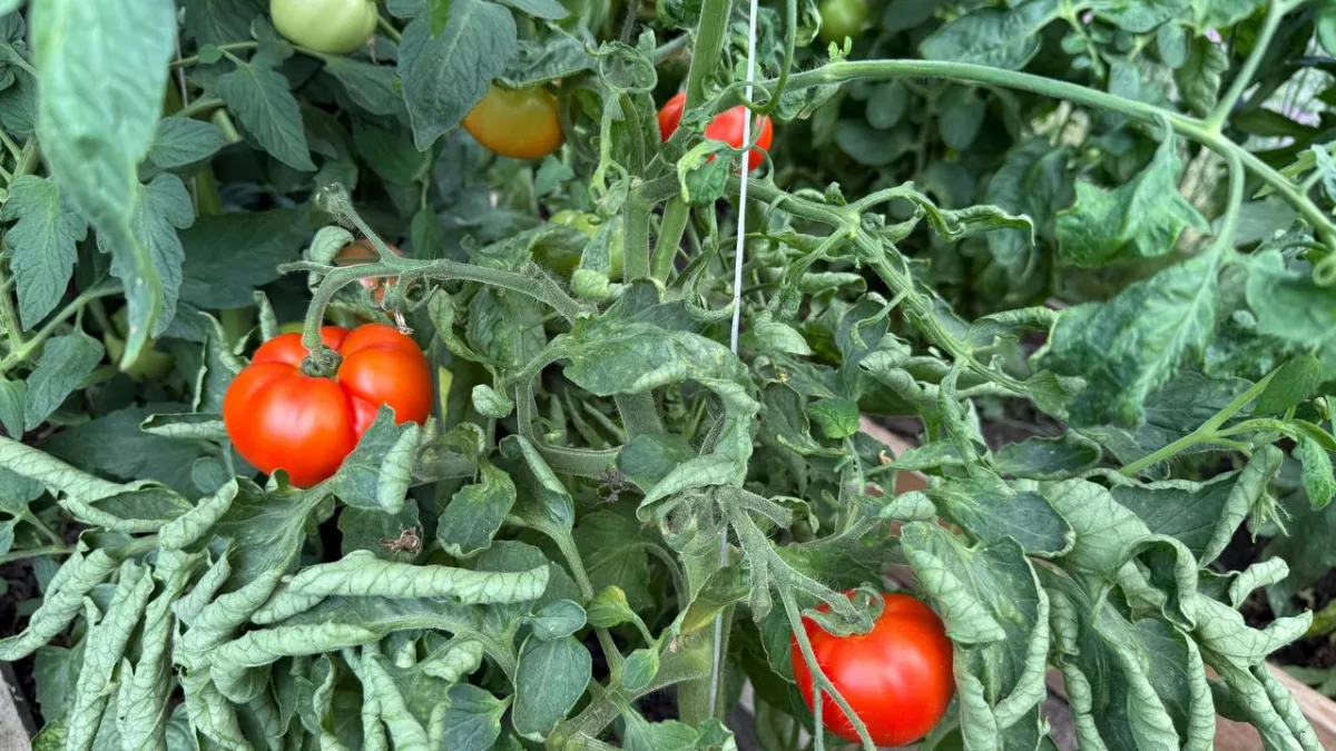 Помидоры по 400 грамм и никакой фитофторы: дачники плачут от счастья, найдя этот сорт