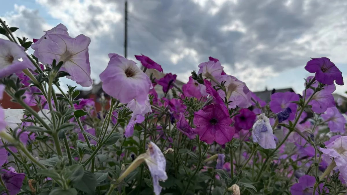 Весна-2026 будет безумной: прогноз погоды пугает даже синоптиков