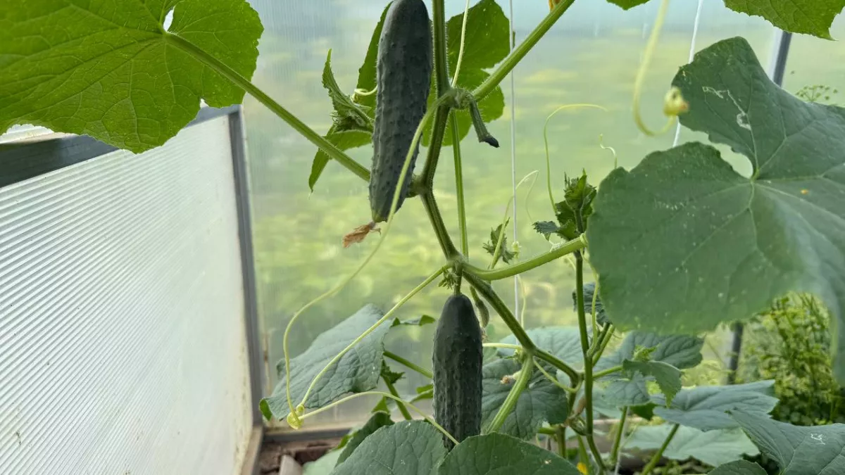 Забудьте про „Зозулю“ и „Кураж“: вот кто реально выжил в адское лето-2025 и завалил урожаем - топ огурцы