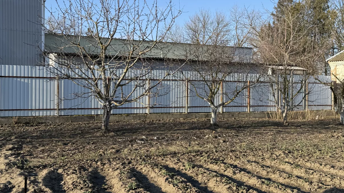 Сказочный урожай в начале лета: на какие сорта картошки стоит сделать ставку