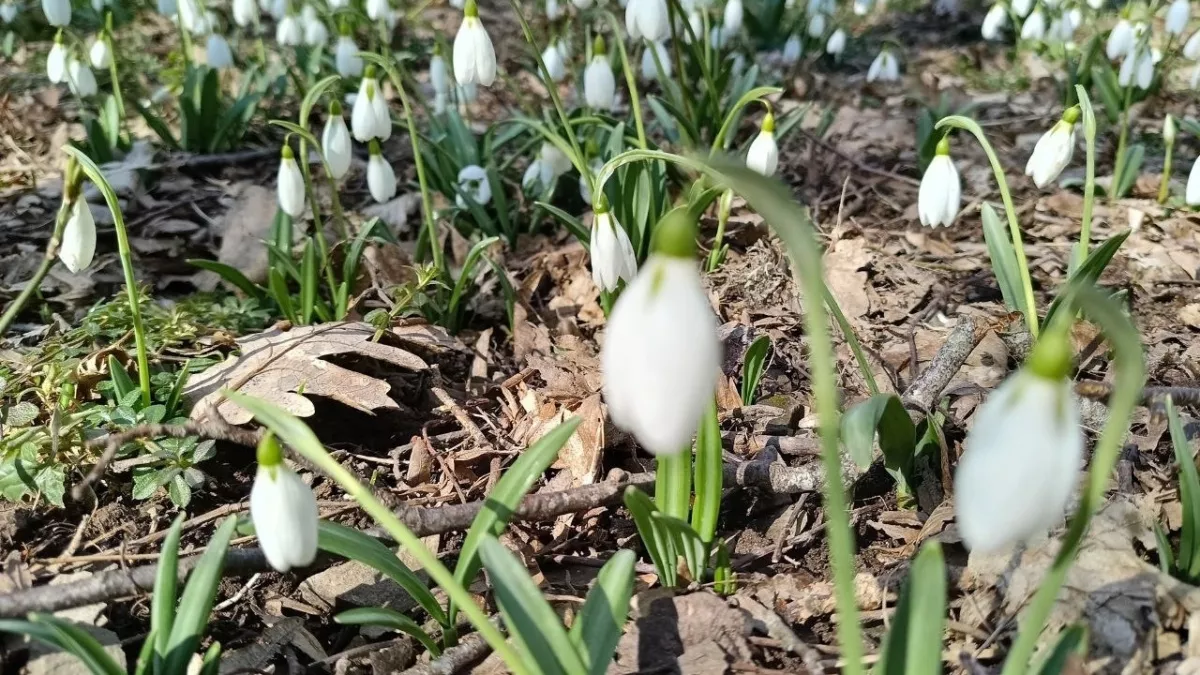 Как в сказке «12 месяцев»: где можно полюбоваться подснежниками в окрестностях Новороссийска 