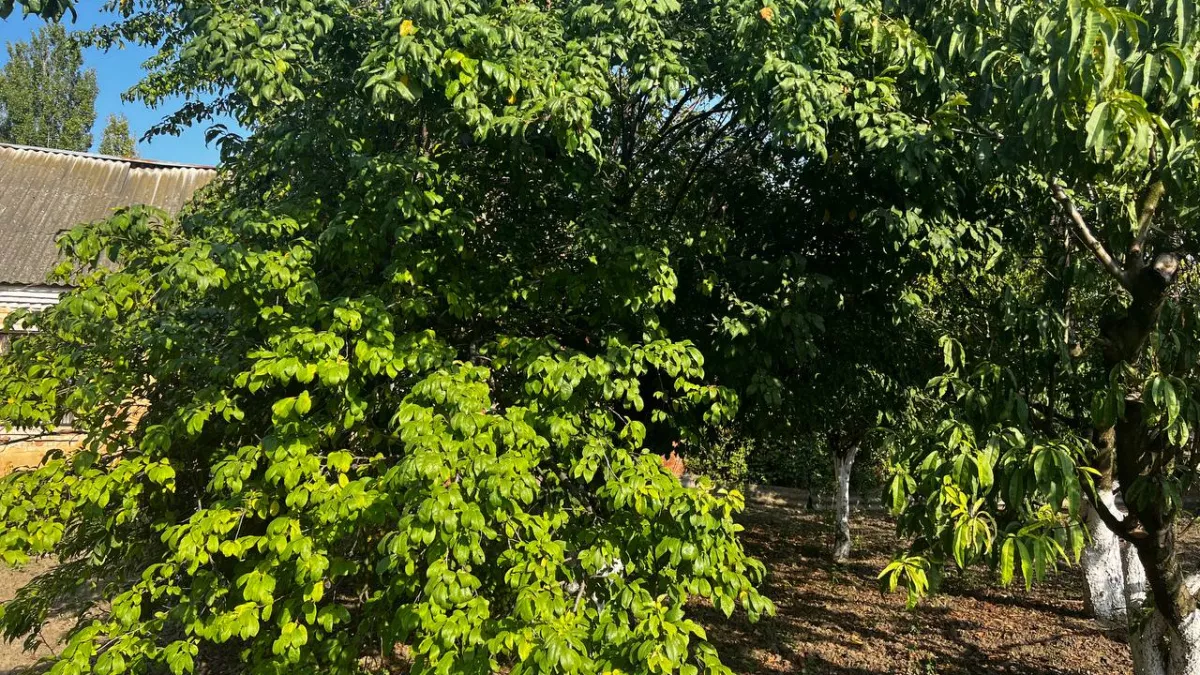 Сливы разлетаются на рынке за 15 минут: крупные, сочные, сладкие — секрет деда Егора