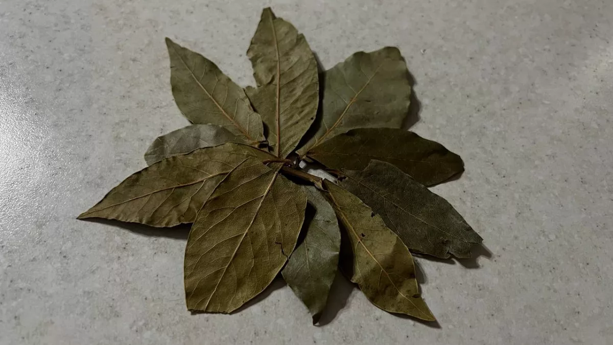 Лавровый лист под ковриком творит чудеса: и запах ушел, и муравьи пропали, и соседи стали здороваться