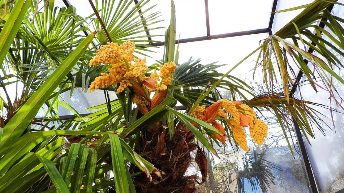 Крокусы, пальмы и кизил: мартовский калейдоскоп цветения в окрестностях Новороссийска