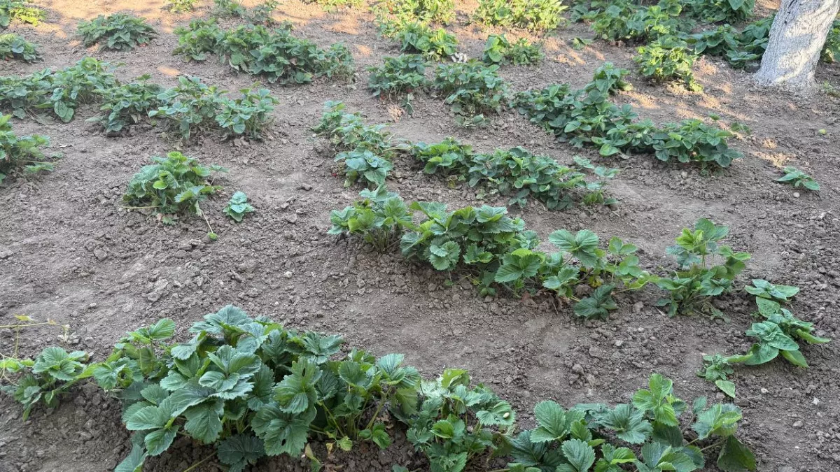 Не провороните март: всего 3 действия — и летом соберете ведра сладкой клубники