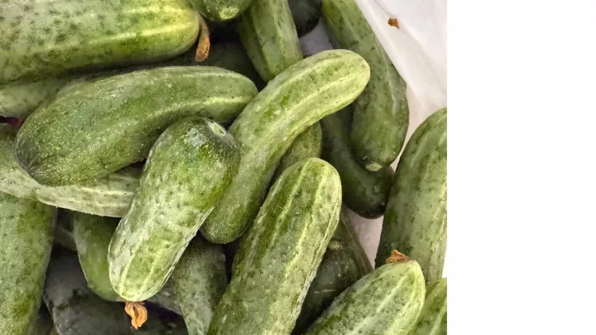 Этим огурцам хоть снег, хоть дождь: плодоносят до октября и плюют на заморозки